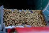 12oz Brazil Campo Das Vertentes Fazendo Do Cruzeiro